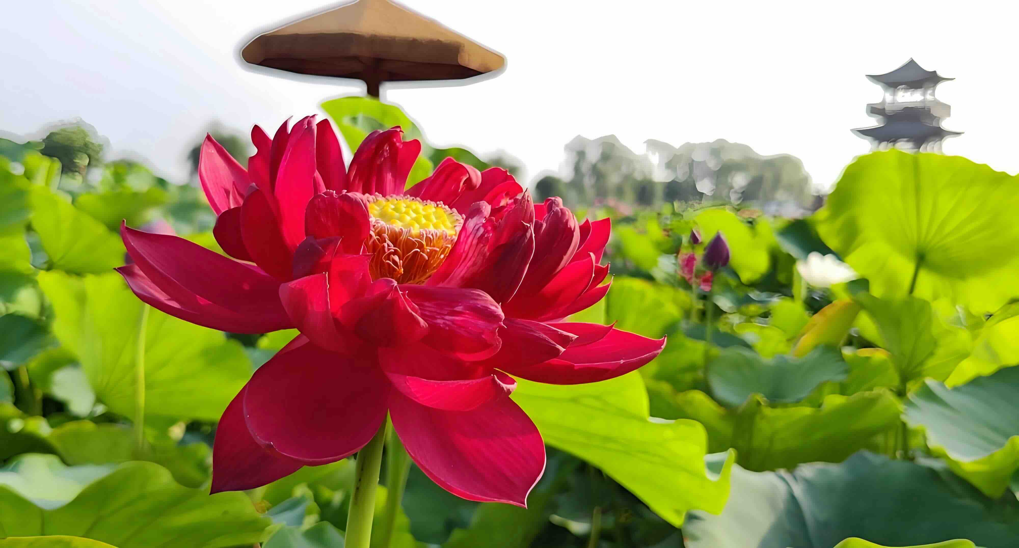 荷花大观园美景