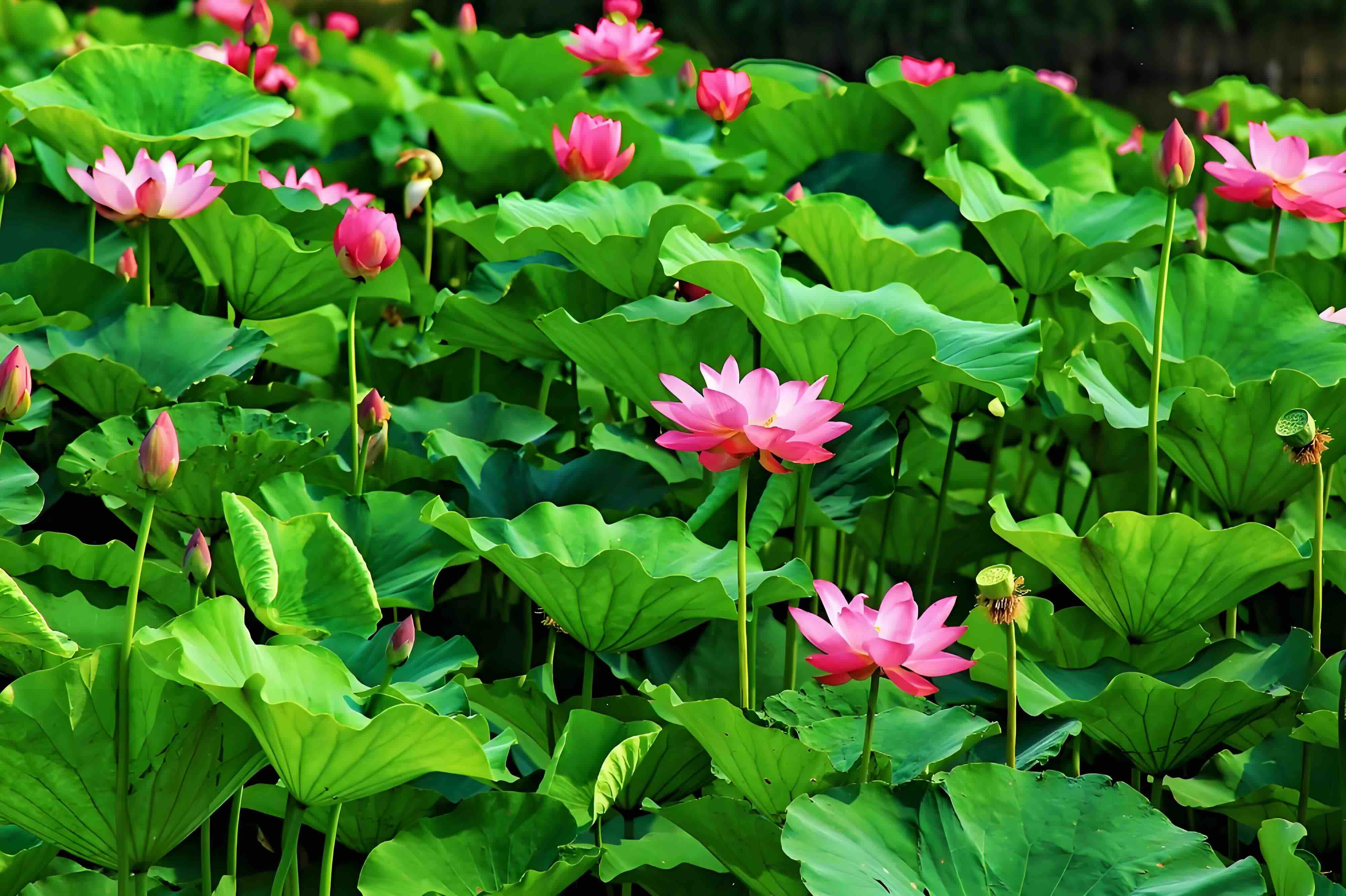 荷花大观园壮观景色